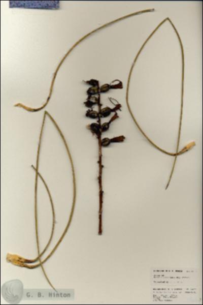 URN_catalog_HBHinton_herbarium_24660.jpg.jpg