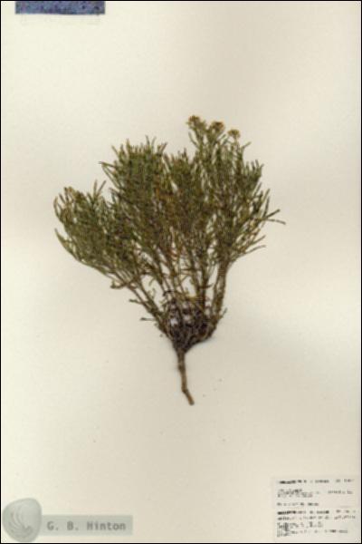 URN_catalog_HBHinton_herbarium_24858.jpg.jpg