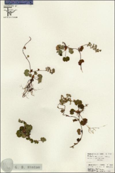 URN_catalog_HBHinton_herbarium_26305.jpg.jpg