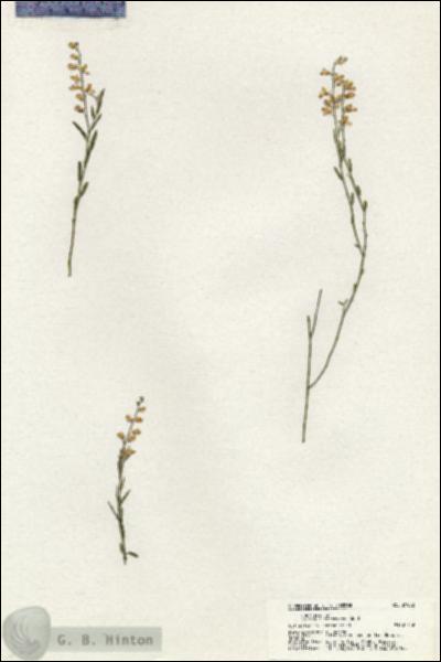 URN_catalog_HBHinton_herbarium_21062.jpg.jpg