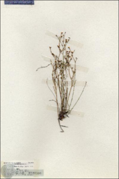 URN_catalog_HBHinton_herbarium_19311.jpg.jpg