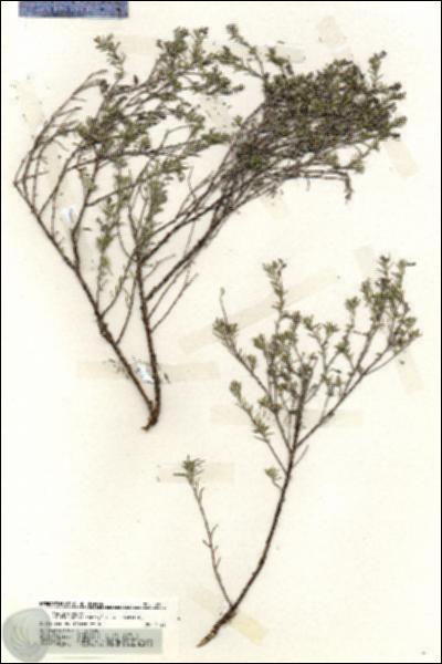 URN_catalog_HBHinton_herbarium_19941.jpg.jpg