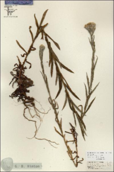 URN_catalog_HBHinton_herbarium_26740.jpg.jpg