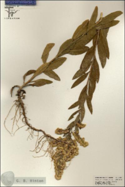 URN_catalog_HBHinton_herbarium_25534.jpg.jpg