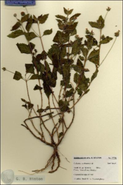 URN_catalog_HBHinton_herbarium_27739.jpg.jpg