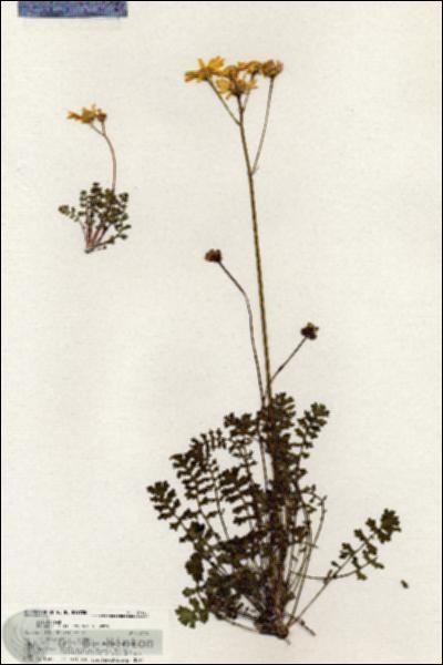 URN_catalog_HBHinton_herbarium_21085.jpg.jpg