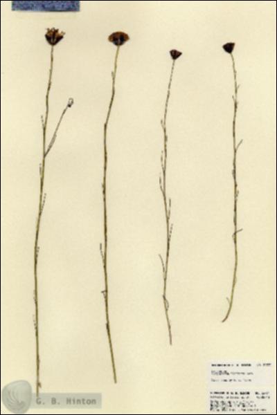URN_catalog_HBHinton_herbarium_22777.jpg.jpg