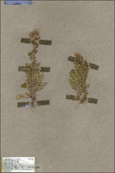URN_catalog_HBHinton_herbarium_18185.jpg.jpg