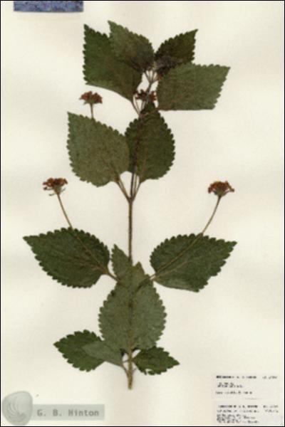 URN_catalog_HBHinton_herbarium_24099.jpg.jpg