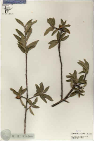URN_catalog_HBHinton_herbarium_25530.jpg.jpg