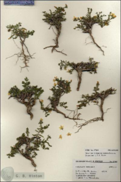 URN_catalog_HBHinton_herbarium_27361.jpg.jpg