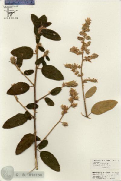 URN_catalog_HBHinton_herbarium_26273.jpg.jpg