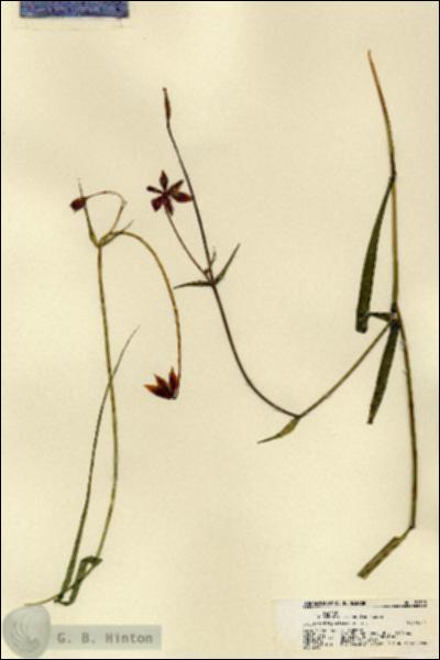 URN_catalog_HBHinton_herbarium_21525.jpg.jpg