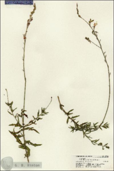 URN_catalog_HBHinton_herbarium_21164.jpg.jpg