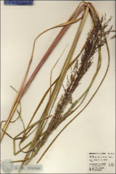 URN_catalog_HBHinton_herbarium_22553.jpg.jpg