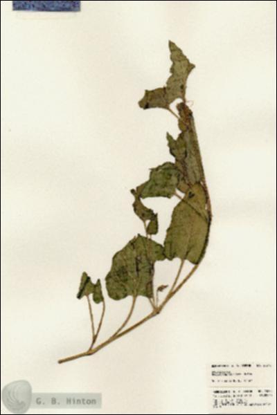 URN_catalog_HBHinton_herbarium_23378.jpg.jpg