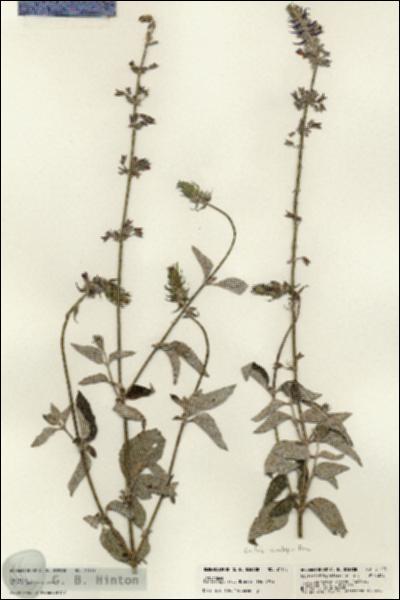URN_catalog_HBHinton_herbarium_21173.jpg.jpg