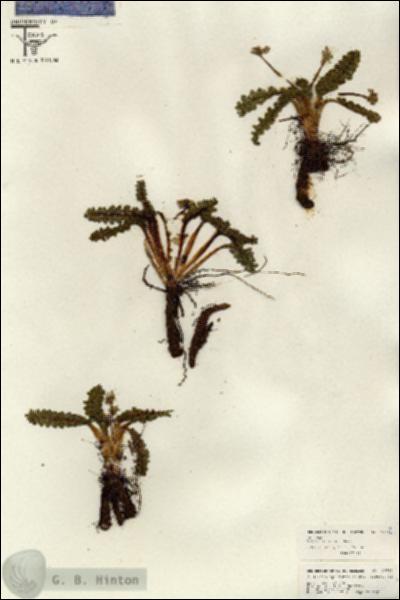 URN_catalog_HBHinton_herbarium_26642.jpg.jpg