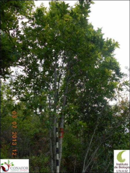 77505_S3_ARC_20130703_007_002.jpg.jpg
