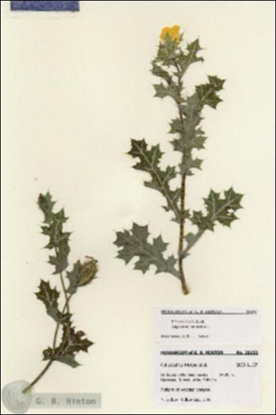 URN_catalog_HBHinton_herbarium_28151.jpg.jpg