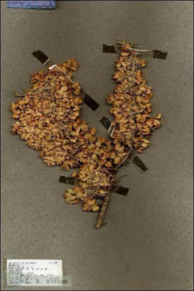 URN_catalog_HBHinton_herbarium_19487.jpg.jpg