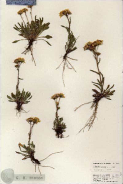 URN_catalog_HBHinton_herbarium_25494.jpg.jpg