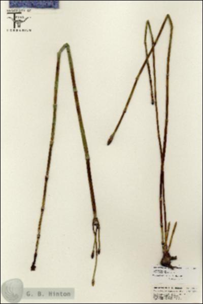 URN_catalog_HBHinton_herbarium_25588.jpg.jpg