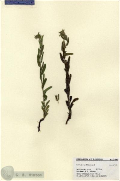 URN_catalog_HBHinton_herbarium_27401.jpg.jpg