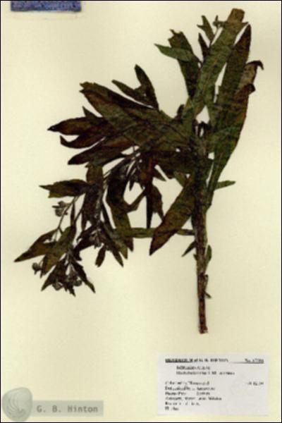 URN_catalog_HBHinton_herbarium_17501.jpg.jpg