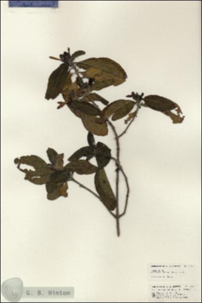 URN_catalog_HBHinton_herbarium_24971.jpg.jpg