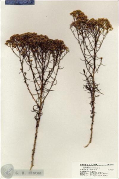 URN_catalog_HBHinton_herbarium_20637.jpg.jpg