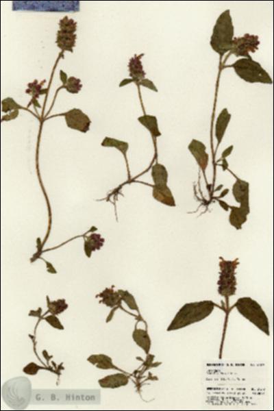 URN_catalog_HBHinton_herbarium_21249.jpg.jpg