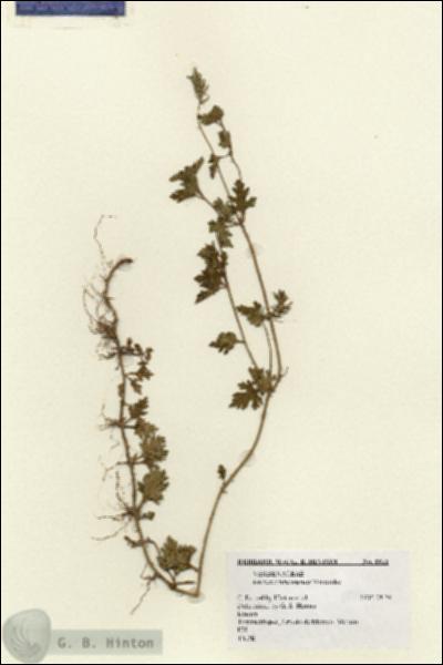 URN_catalog_HBHinton_herbarium_8011.jpg.jpg