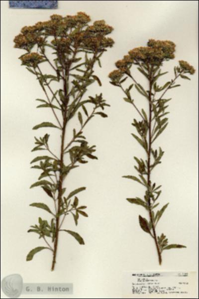 URN_catalog_HBHinton_herbarium_21601.jpg.jpg
