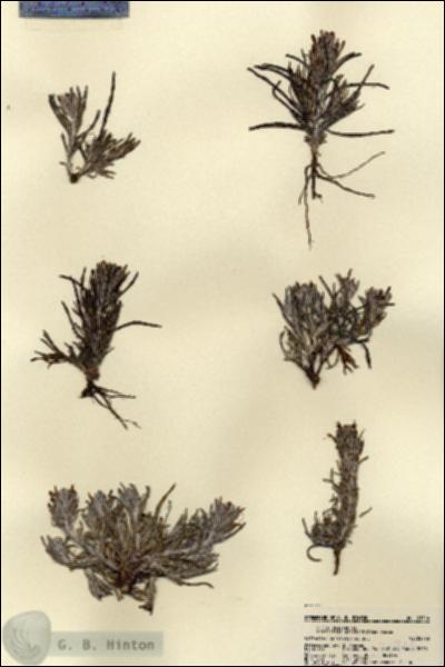 URN_catalog_HBHinton_herbarium_21914.jpg.jpg