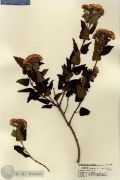 URN_catalog_HBHinton_herbarium_21590.jpg.jpg