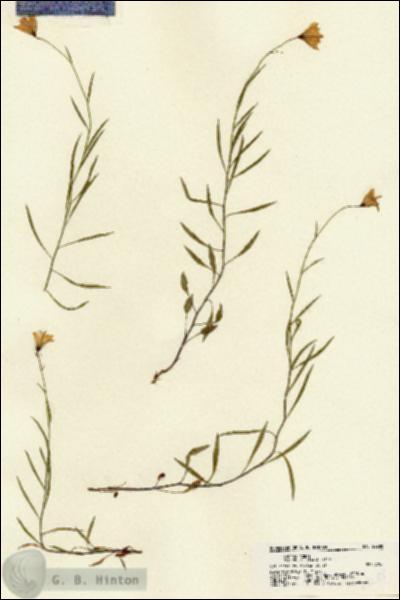URN_catalog_HBHinton_herbarium_22288.jpg.jpg