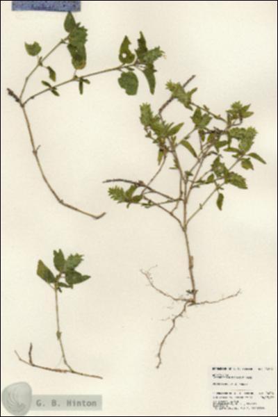 URN_catalog_HBHinton_herbarium_24224.jpg.jpg