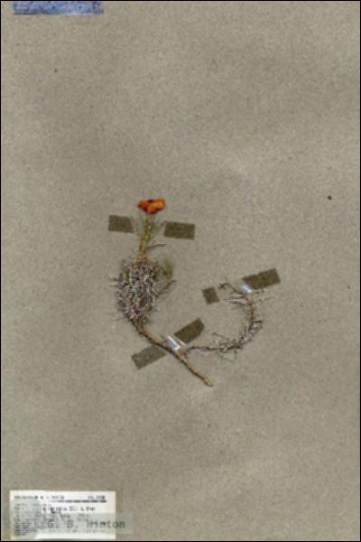 URN_catalog_HBHinton_herbarium_19305.jpg.jpg