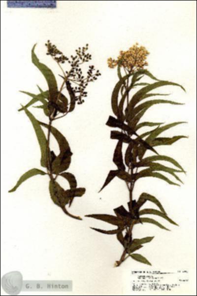 URN_catalog_HBHinton_herbarium_20988.jpg.jpg