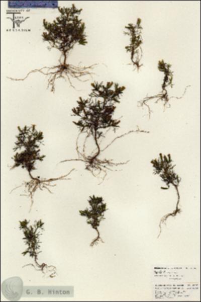 URN_catalog_HBHinton_herbarium_26346.jpg.jpg