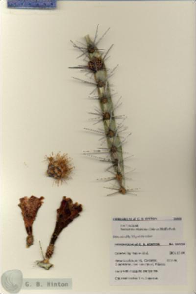 URN_catalog_HBHinton_herbarium_28550.jpg.jpg