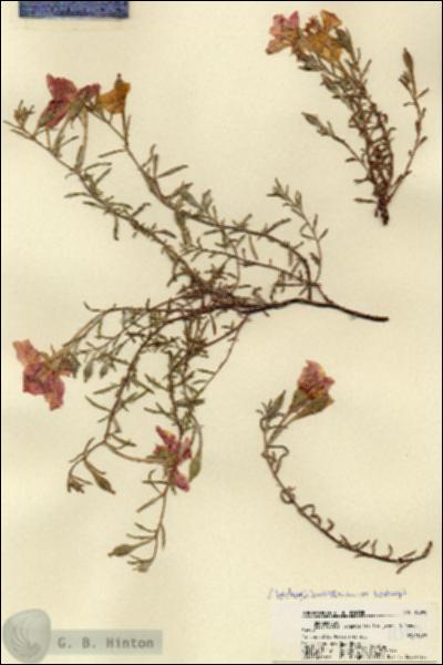 URN_catalog_HBHinton_herbarium_18390.jpg.jpg