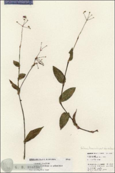 URN_catalog_HBHinton_herbarium_25142.jpg.jpg