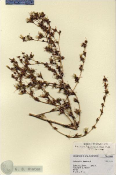 URN_catalog_HBHinton_herbarium_19669.jpg.jpg