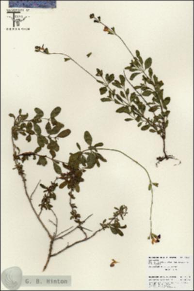 URN_catalog_HBHinton_herbarium_25880.jpg.jpg