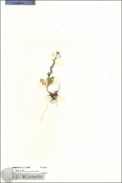 URN_catalog_HBHinton_herbarium_20117.jpg.jpg