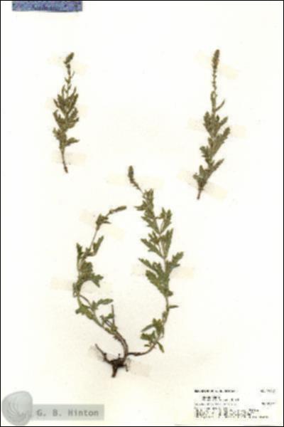 URN_catalog_HBHinton_herbarium_19697.jpg.jpg