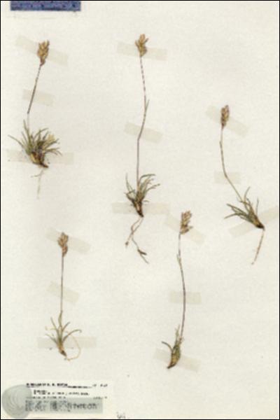 URN_catalog_HBHinton_herbarium_19739.jpg.jpg
