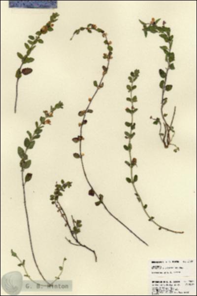 URN_catalog_HBHinton_herbarium_22620.jpg.jpg